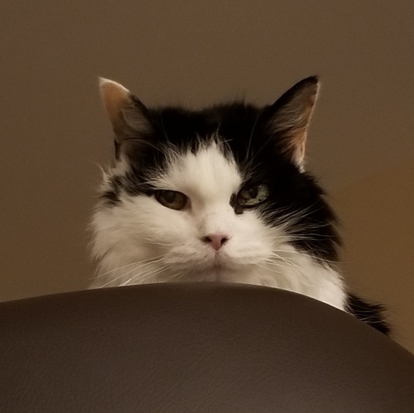 Meet your Posher, Kera - Picture 1 of 1